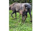 Cute Black Appaloosa Filly