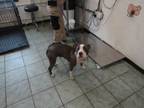 Adopt Heaven Sky a Pit Bull Terrier, Mixed Breed