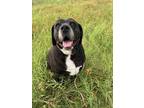 Adopt Topeka a Labrador Retriever, Mixed Breed