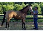 Gorgeous Buckskin Quarter Horse