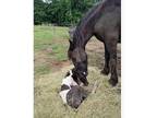 Gypsy vanner x Friesian colt