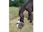 KFPS Friesian Colt black