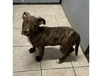 Adopt Magenta a Pit Bull Terrier