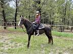 Sweet, Stunning, Trail Horse