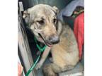 Adopt Allie a Mixed Breed