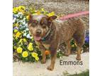 Adopt Emmons a Cattle Dog