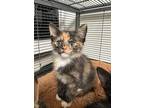 Adopt McMuffin a Domestic Short Hair