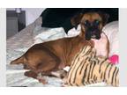 Adopt Freya II a Boxer