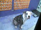 Adopt MARLA a Staffordshire Bull Terrier