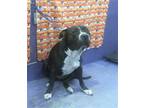 Adopt LEAH a Staffordshire Bull Terrier, Mixed Breed