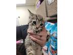 Adopt CASHMERE a Domestic Short Hair