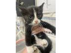 Adopt CHILI a Domestic Short Hair