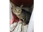 Adopt TAMALE a Domestic Short Hair