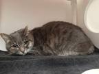 Adopt ROGUE a Domestic Short Hair