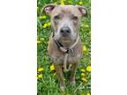 Adopt SOPHIE a American Staffordshire Terrier