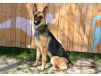 Adopt SAGE a Belgian Shepherd / Malinois, German Shepherd Dog
