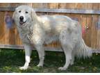 Adopt LACEY a Great Pyrenees