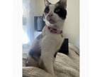 Adopt Tigger a Domestic Short Hair