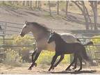 Buckskin Lusitano Broodmare