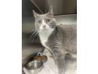 Adopt Luna a Domestic Short Hair