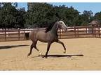 Stunning, Elegant PRE Gelding