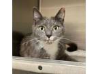 Adopt Twinkle Toes a Domestic Short Hair