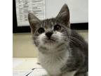 Adopt Serendipity a Domestic Short Hair