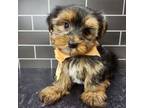 Yorkshire Terrier Puppy for sale in New York, NY, USA