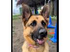 Adopt Dutchess a German Shepherd Dog