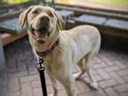 Adopt Anna Kournikova a Yellow Labrador Retriever