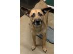 Adopt Lillie a Mixed Breed
