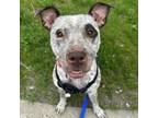 Adopt Smudge a Pit Bull Terrier