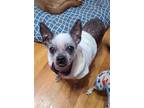 Adopt Tildy a Chinese Crested Dog, Mixed Breed