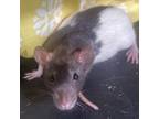 Adopt Spike a Rat