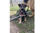 Adopt Ellis a German Shepherd Dog