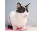 Adopt Aurelia a Domestic Short Hair