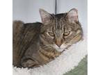 Adopt Ava a Domestic Short Hair