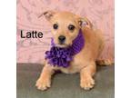 Adopt Latte a Terrier