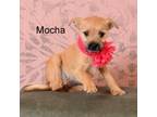 Adopt Mocha a Terrier