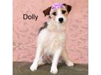 Adopt Dolly a Jack Russell Terrier, Wirehaired Terrier