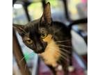 Adopt Sheena a Domestic Short Hair