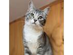 Adopt Wicket a Domestic Short Hair