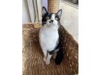 Adopt Apple a Domestic Short Hair