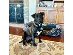 Adopt Maddie a Bull Terrier, Pit Bull Terrier