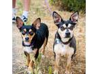 Adopt Cafe* Bonded with Foster*- Chino Hills Location a Miniature Pinscher