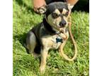 Adopt Cafe* Bonded with Foster*- Chino Hills Location a Miniature Pinscher