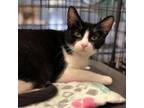 Adopt Lucy - Claremont Location a Domestic Short Hair