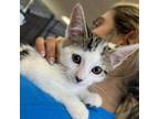 Adopt Bindie - Claremont Location a Domestic Short Hair