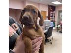 Adopt Belle a Mastiff, Bloodhound