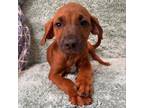 Adopt Pocahontas a Mastiff, Bloodhound